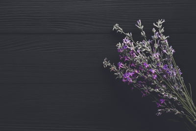 Ljuddämpande tavla - Lavender on the background