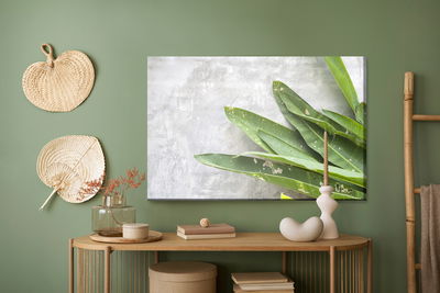 Ljuddämpande tavla - Green leaves on a concrete