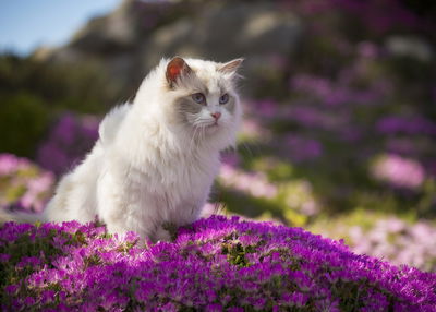Ljuddämpande tavla - Ragdoll cat among flowers