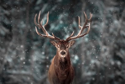 Ljuddämpande tavla - Deer in the middle