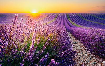 Ljuddämpande tavla - Lavender field at sunset 3d