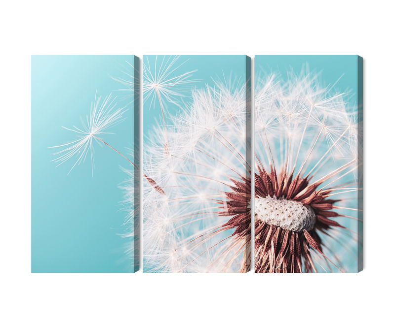 Ljuddämpande tavla - Dandelion flower on a macro