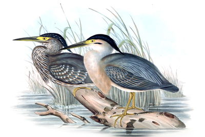 Ljuddämpande tavla - Birds over the water