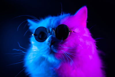 Ljuddämpande tavla - Cat with sunglasses