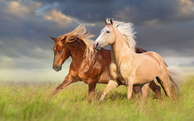 Ljuddämpande tavla - Horses galloping in a 3d