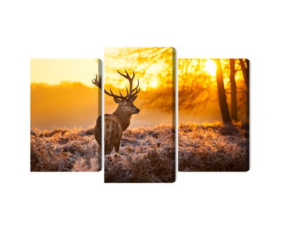 Ljuddämpande tavla - Deer in the forest at sunset