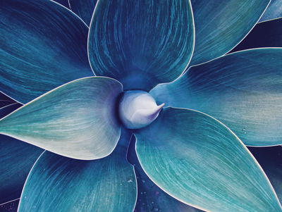 Ljuddämpande tavla - Top view of the plant