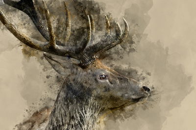 Ljuddämpande tavla - Deer with large antlers