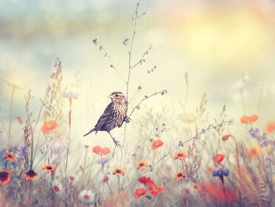 Ljuddämpande tavla - A bird among wild flowers