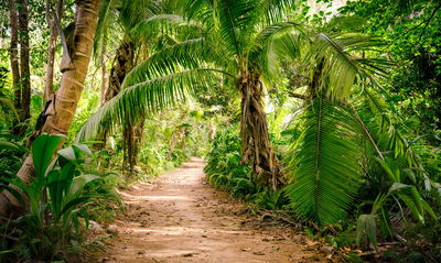 Ljuddämpande tavla - Path in a tropical 3d forest