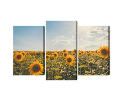Ljuddämpande tavla - Sunflower field on a summer