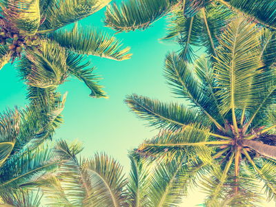 Ljuddämpande tavla - Bottom view of the palm trees