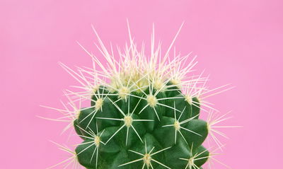 Ljuddämpande tavla - Cactus on a pink background