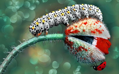 Ljuddämpande tavla - A caterpillar and a ladybug