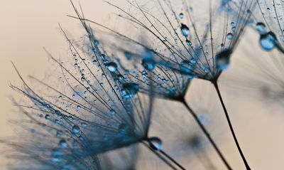 Ljuddämpande tavla - Dandelions with water