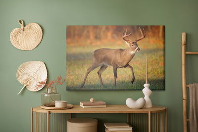 Ljuddämpande tavla - White-tailed deer