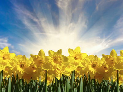 Ljuddämpande tavla - 3d daffodils field