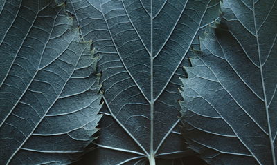 Ljuddämpande tavla - Leaves with a macro