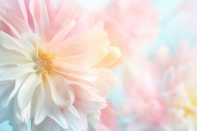 Ljuddämpande tavla - Pastel peonies