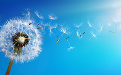Ljuddämpande tavla - Dandelion with flying seeds