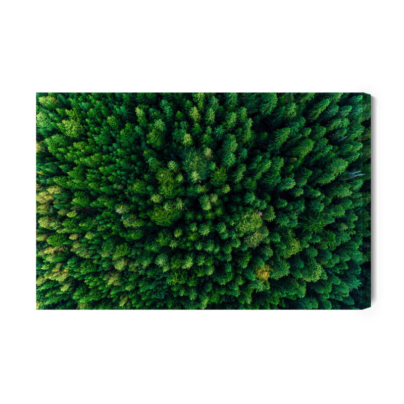 Ljuddämpande tavla - Trees in the carpathians