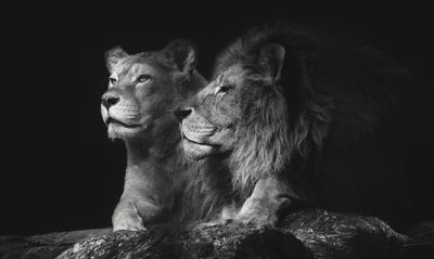 Ljuddämpande tavla - Lion and lioness on a black