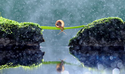 Ljuddämpande tavla - Snail in the rain