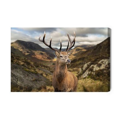 Ljuddämpande tavla - Deer on the background