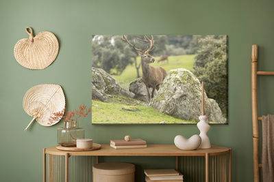 Ljuddämpande tavla - A deer among the rocks