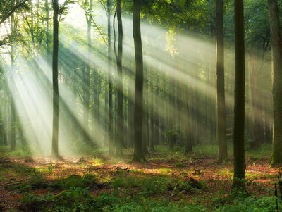 Ljuddämpande tavla - Forest landscape