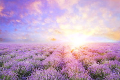 Ljuddämpande tavla - Pastel lavender field