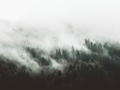 Ljuddämpande tavla - Misty 3d forest landscape