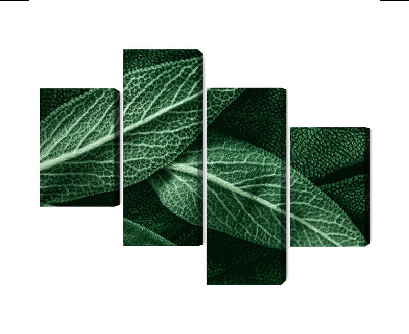 Ljuddämpande tavla - Salvia leaves on a macro