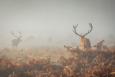 Ljuddämpande tavla - Deer in the fog