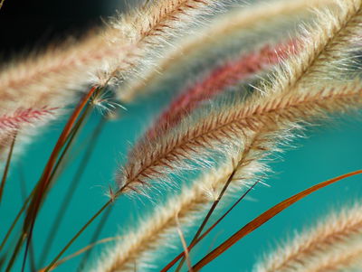 Ljuddämpande tavla - Plants on a macro scale