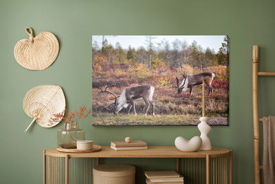 Ljuddämpande tavla - Siberian deer