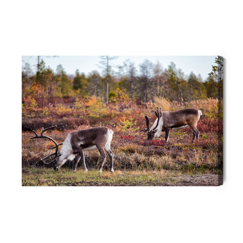 Ljuddämpande tavla - Siberian deer