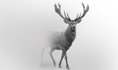 Ljuddämpande tavla - A stately deer in the fog