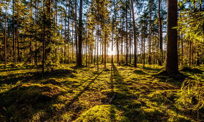 Ljuddämpande tavla - Morning sun rays