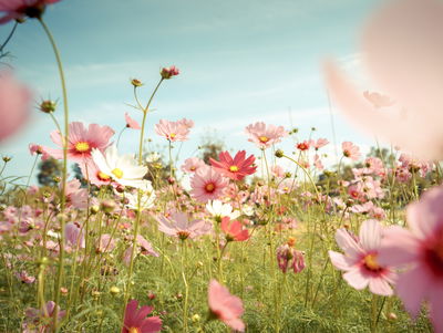 Ljuddämpande tavla - Cosmos flowers in the garden
