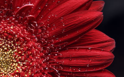 Ljuddämpande tavla - Flower petals on a macro