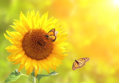 Ljuddämpande tavla - Sunflower with butterflies