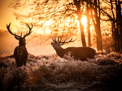 Ljuddämpande tavla - Two deer in the forest