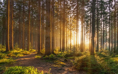 Ljuddämpande tavla - Sunset in the forest