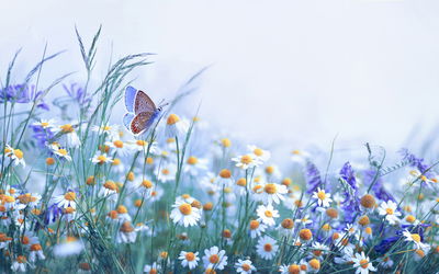 Ljuddämpande tavla - Butterfly and wildflowers
