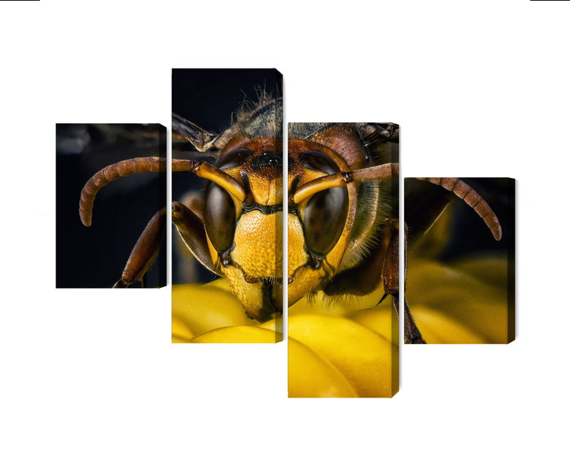 Ljuddämpande tavla - Wasp on a macro scale