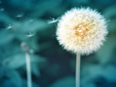 Ljuddämpande tavla - Dandelion flower close up 3d