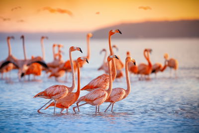 Ljuddämpande tavla - Flamingos birds