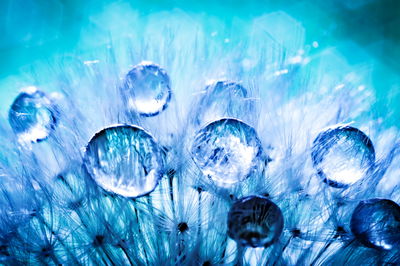 Ljuddämpande tavla - Dew drops on dandelion seeds