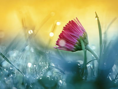 Ljuddämpande tavla - Pink flower on a 3d meadow